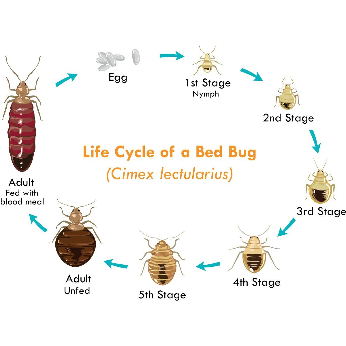 lifecycle of a bed bug diagram