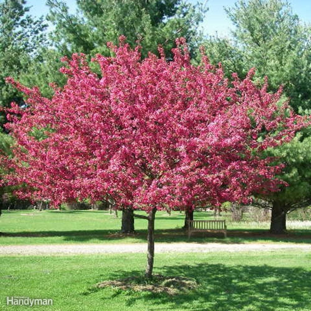 10 Great Trees to Consider Planting in Your Yard This Spring