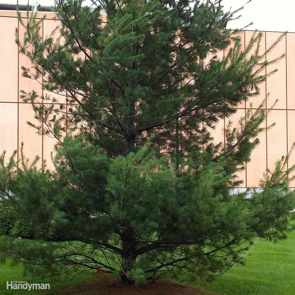 Great Trees to Consider Planting in Your Yard This Spring | Family Handyman