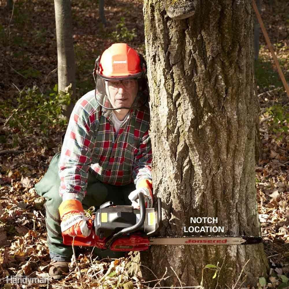 how-to-cut-down-a-tree-safely-family-handyman