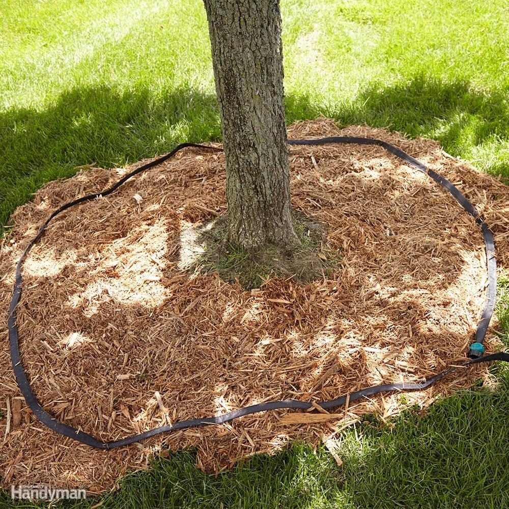 Check Your Soil Before Watering and Water Carefully