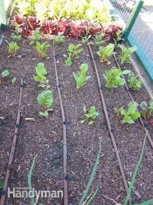 Drip Irrigation for Vegetables