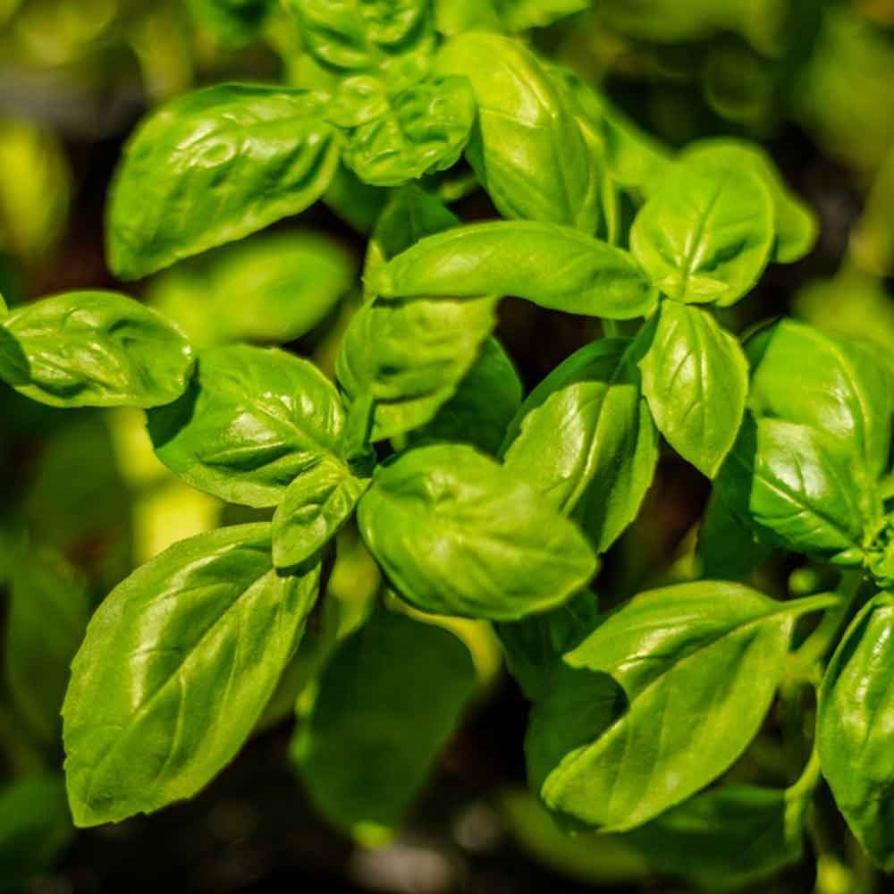 Patio Plants that You Can Eat | Family Handyman