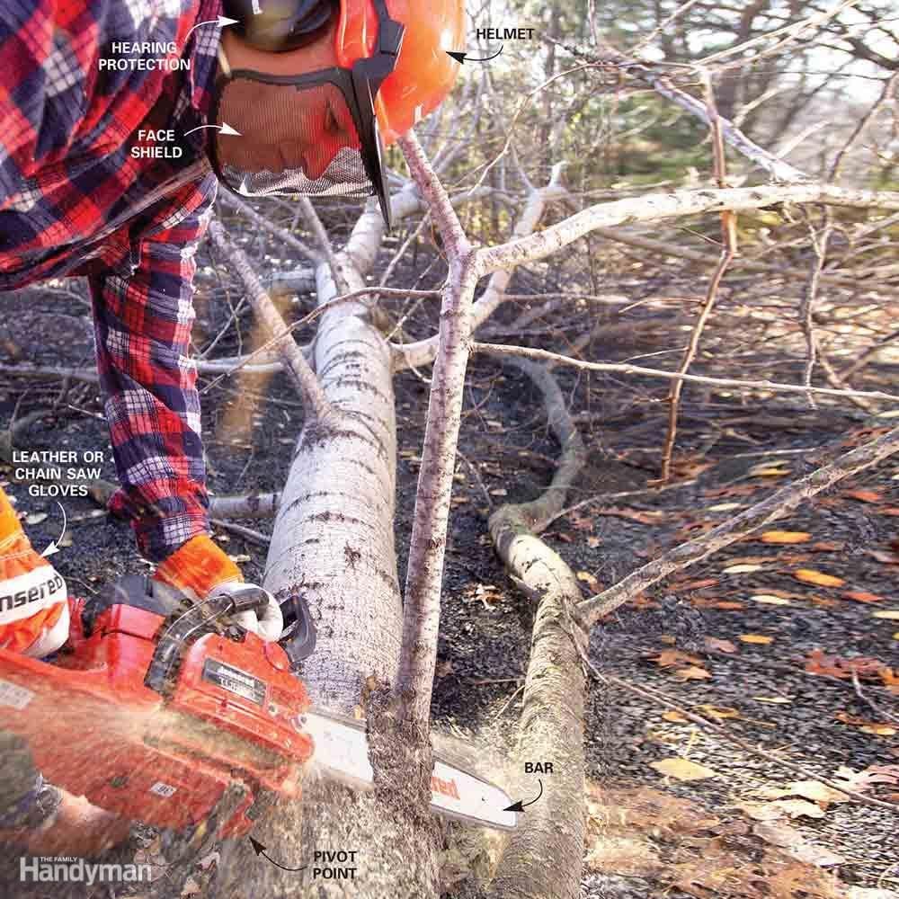 How to Cut Down a Tree Safely