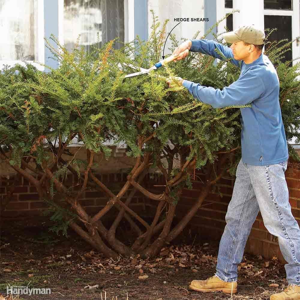 Bush Pruning Tips for Healthier Bushes