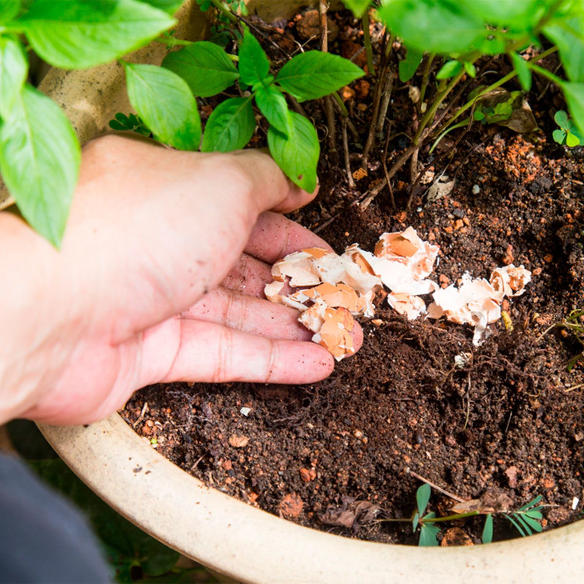 Waste You Should In Your Garden | Family Handyman
