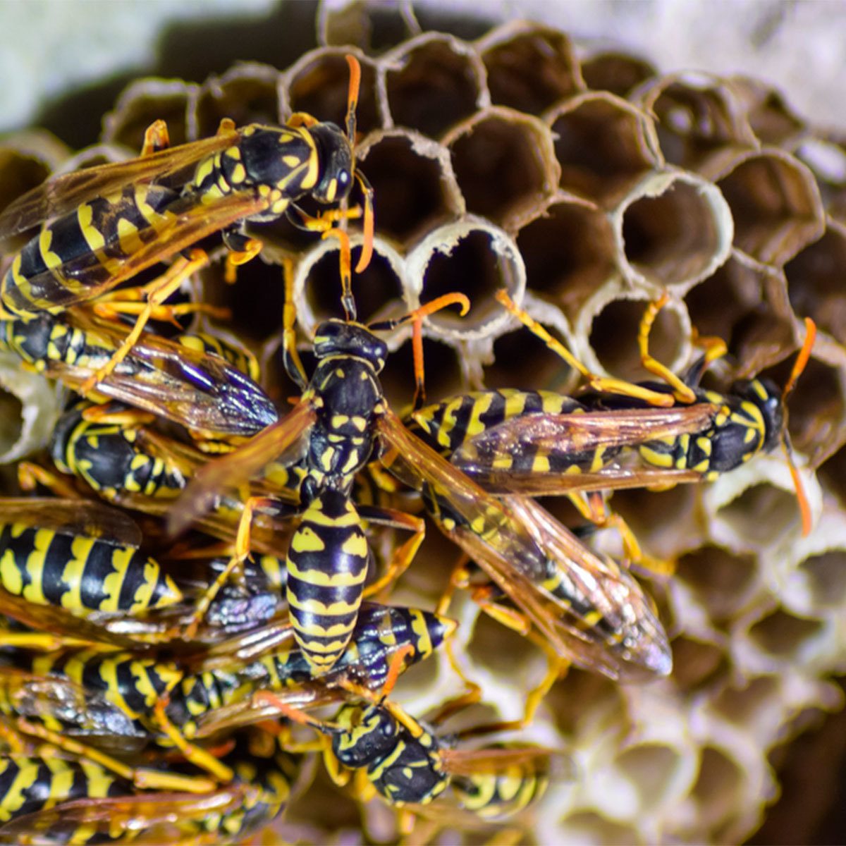 How to Deter Bees and Wasps (And Identify Which is Which) The Family