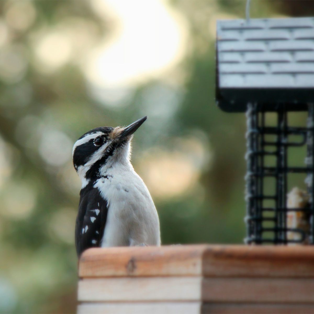 How to Get Rid of Woodpeckers: Woodpecker Deterrents