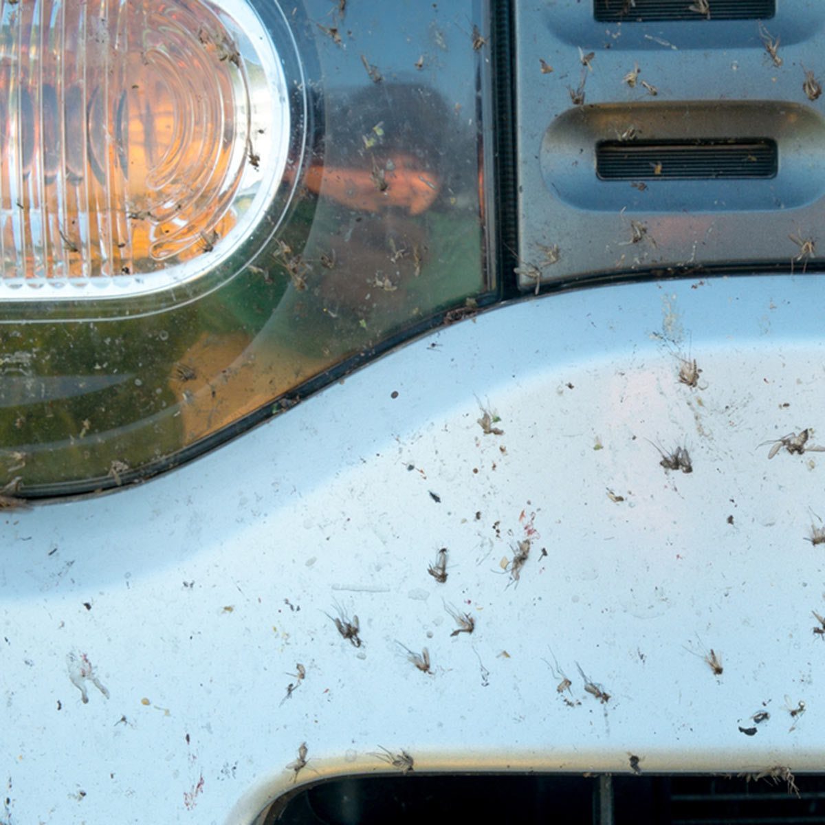 Bugs On a Car