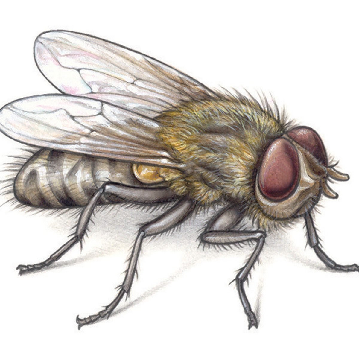 How to kill those pesky fruit flies / gnats flying around your home :  r/lifehacks