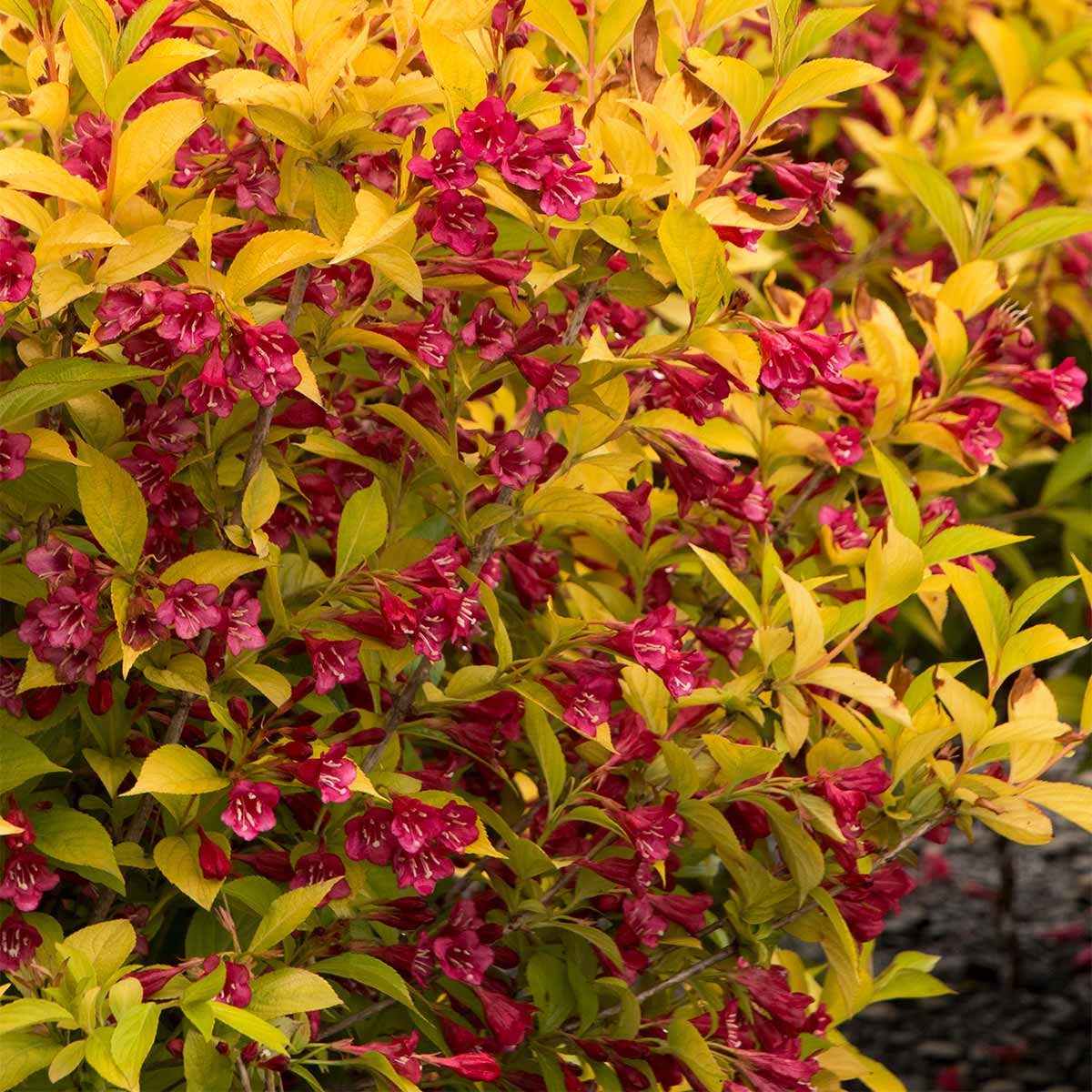 Golden Jackpot Weigela