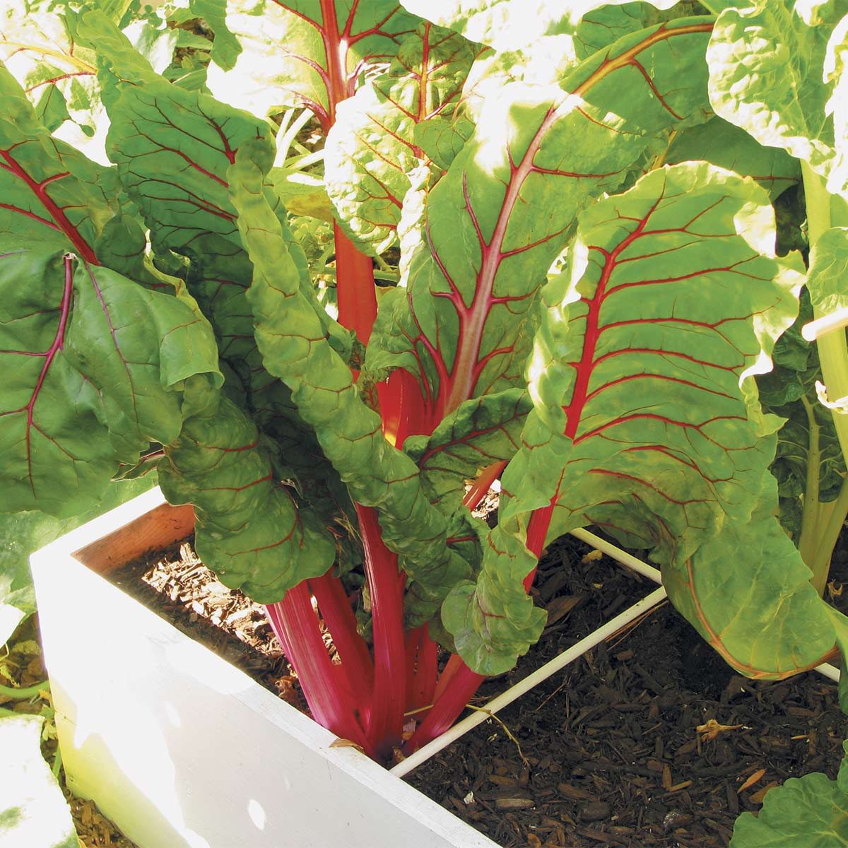 Learn About Square Foot Gardening — The Family Handyman