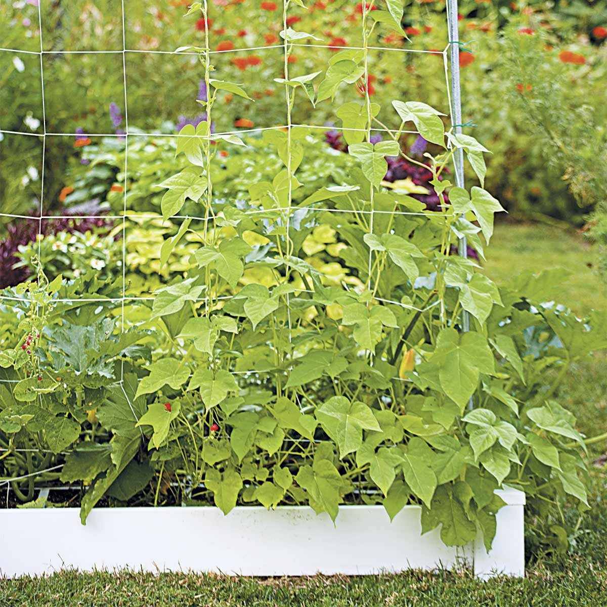 Learn About Square Foot Gardening — The Family Handyman