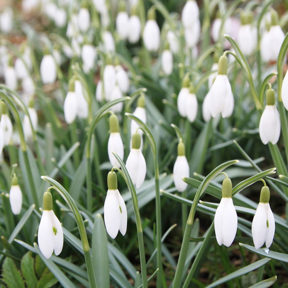 Plant These SpringBlooming Bulbs This Fall — The Family