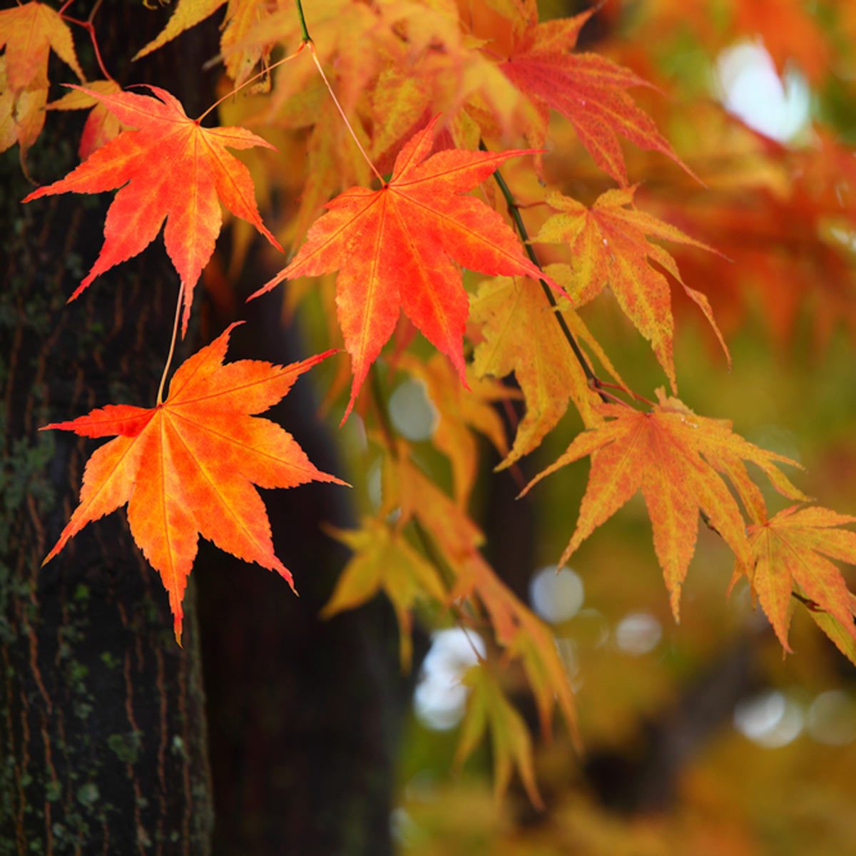 Best Fall Foliage Trees