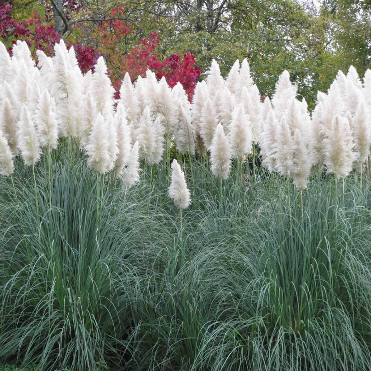 10 Ornamental Grasses to Grow in Your Yard