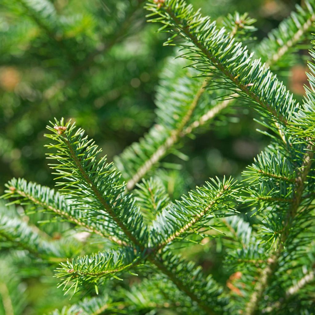 The 10 Best Real Christmas Tree Species — The Family Handyman