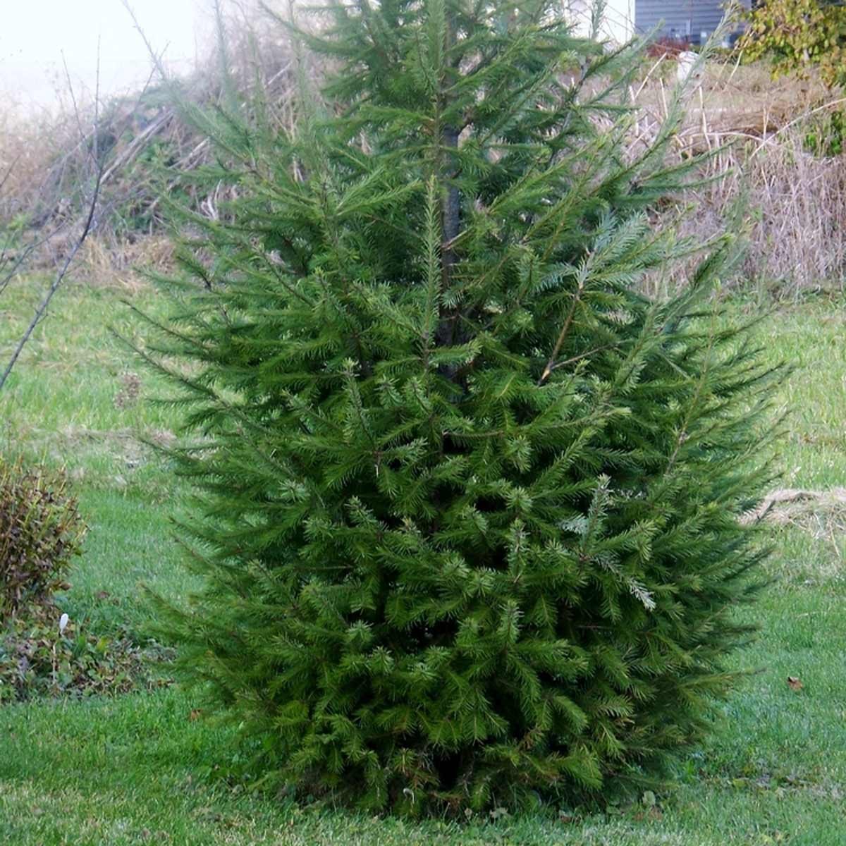 10 Types of Real Christmas Trees (With Pictures) Family Handyman