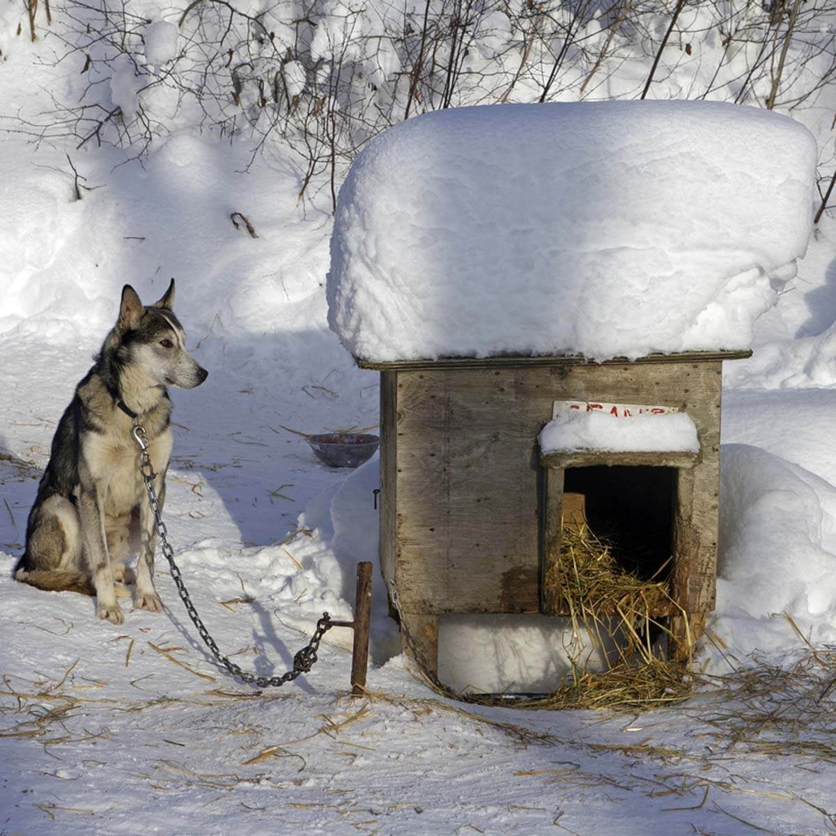 warmest dog houses