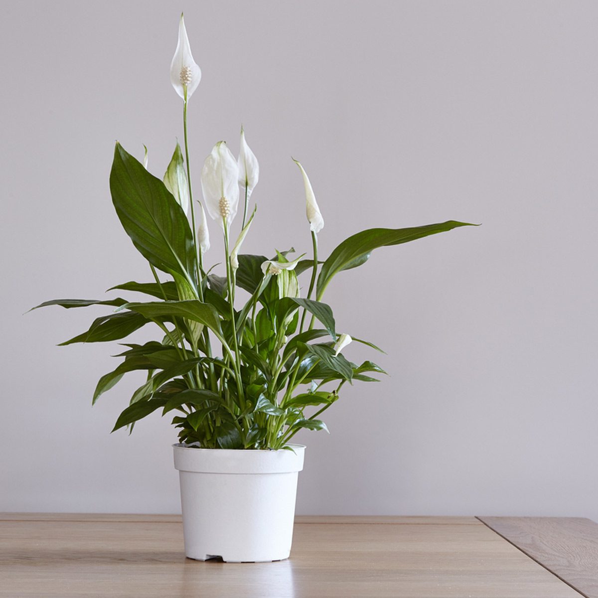 11 Air-Purifying Plants for a Healthy Home