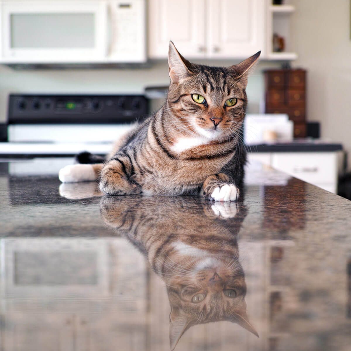 How to Keep Your Cat Off the Counter: Top 10 Ways