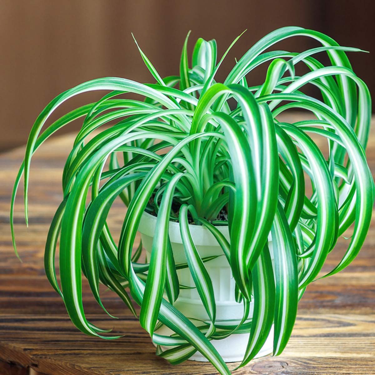 10 Nontoxic Houseplants That are Safe for Your Pets