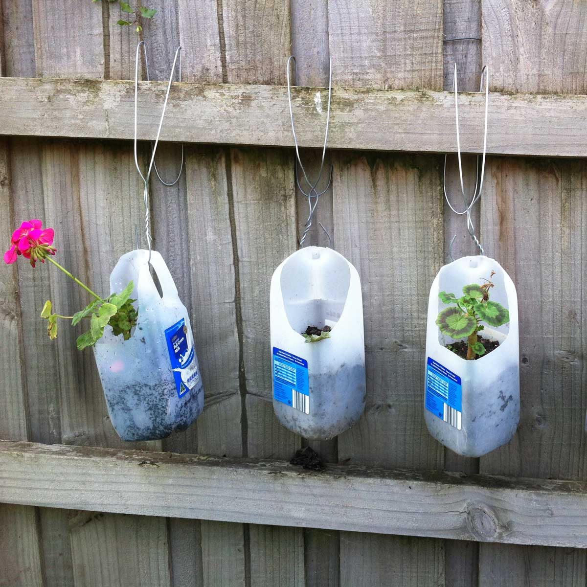 three half gallon plastic milk jug with flowers hanging on a fence