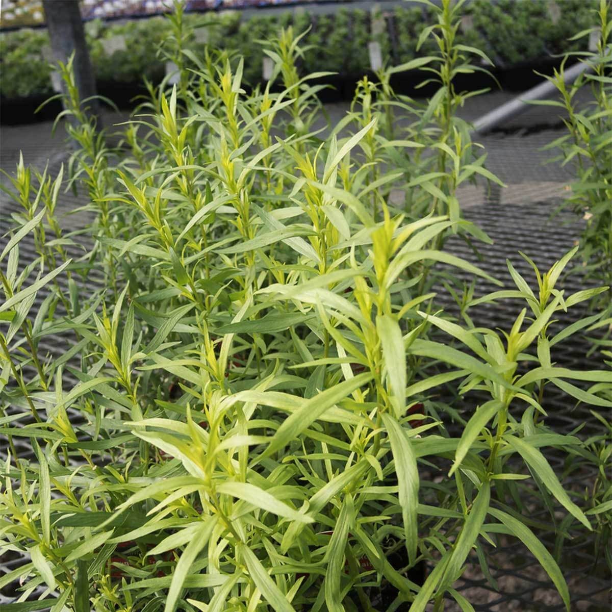 These are the Best Herbs to Grow on a Patio — The Family Handyman