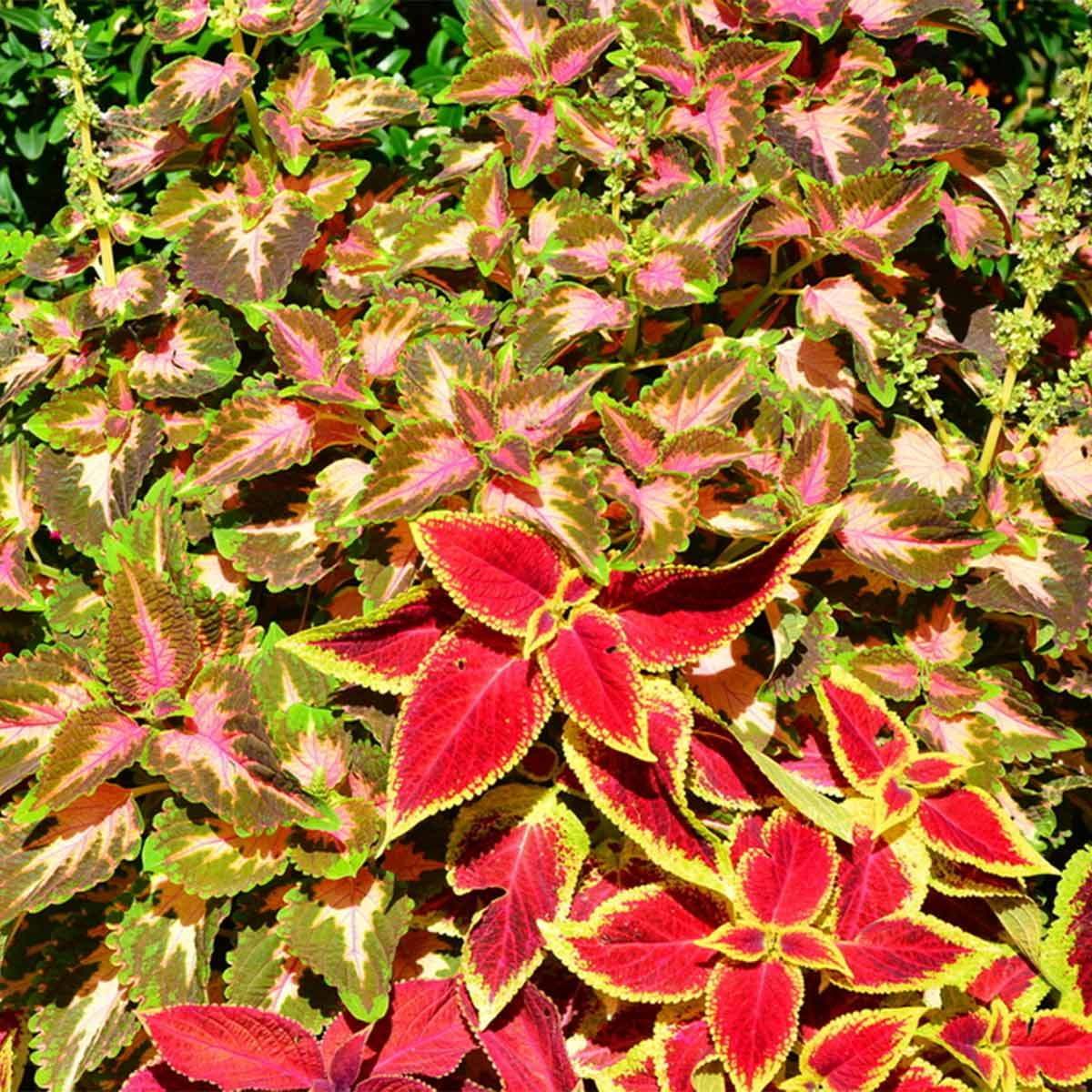 Colorful Shade Plants to Brighten Up Your Garden