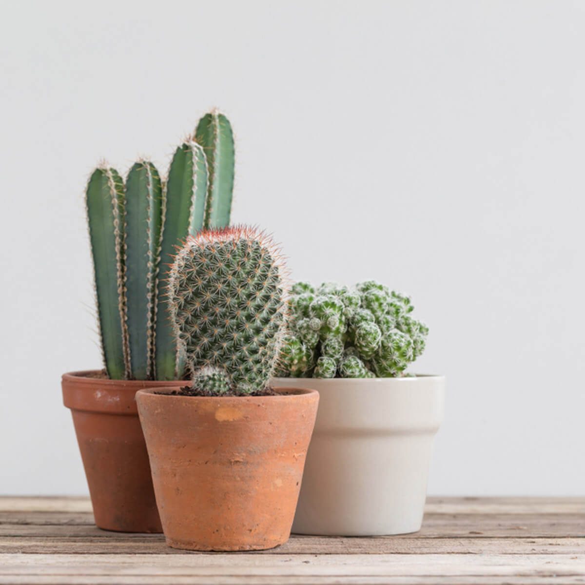 13 Ways to Decorate Your Home with Cactus
