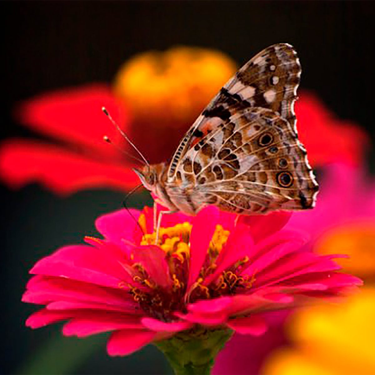 9 Butterfly Flowers to Grow From Seed