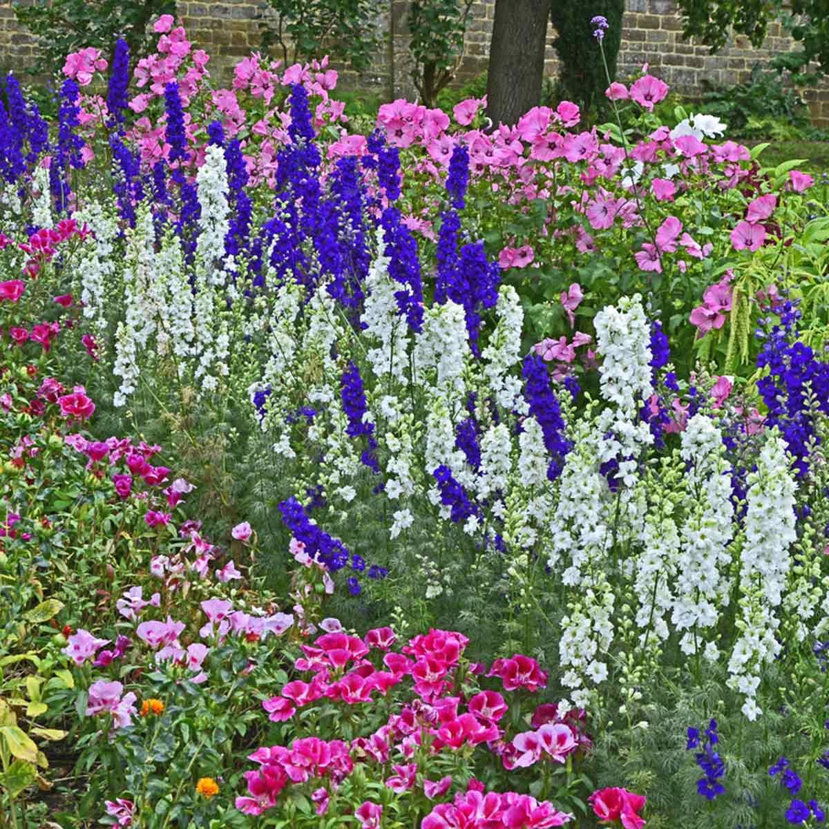 10 Wildflowers For Gardens