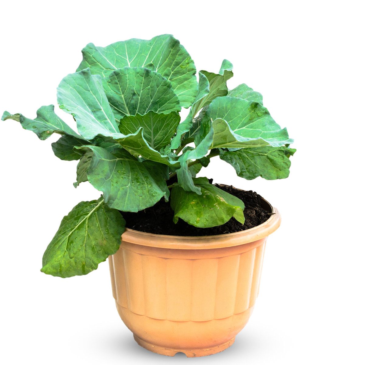 A Dozen Vegetables You Can Grow in Pots The Family Handyman