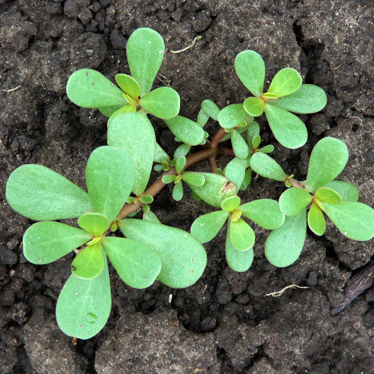 What Is Purslane Weed and How Do I Get Rid of It?