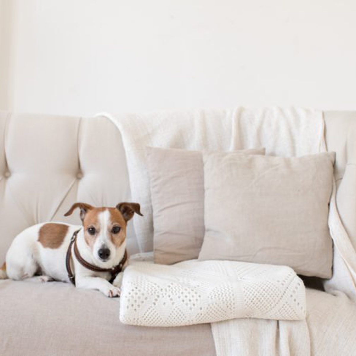 dog on couch