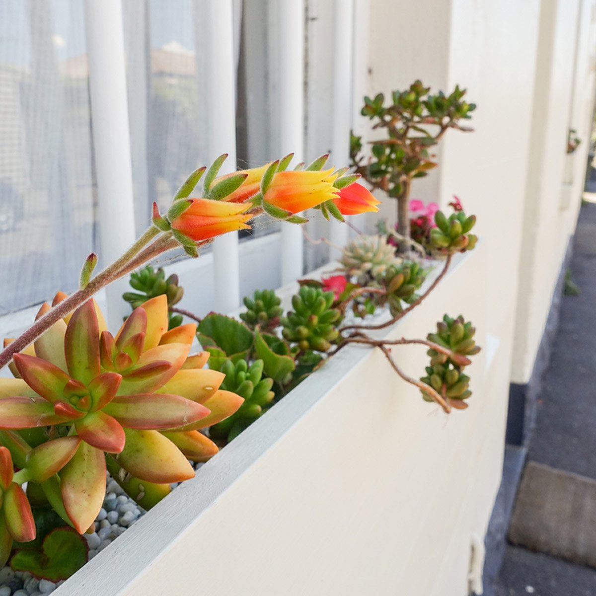 15 Tips for Planting Succulents Outdoors