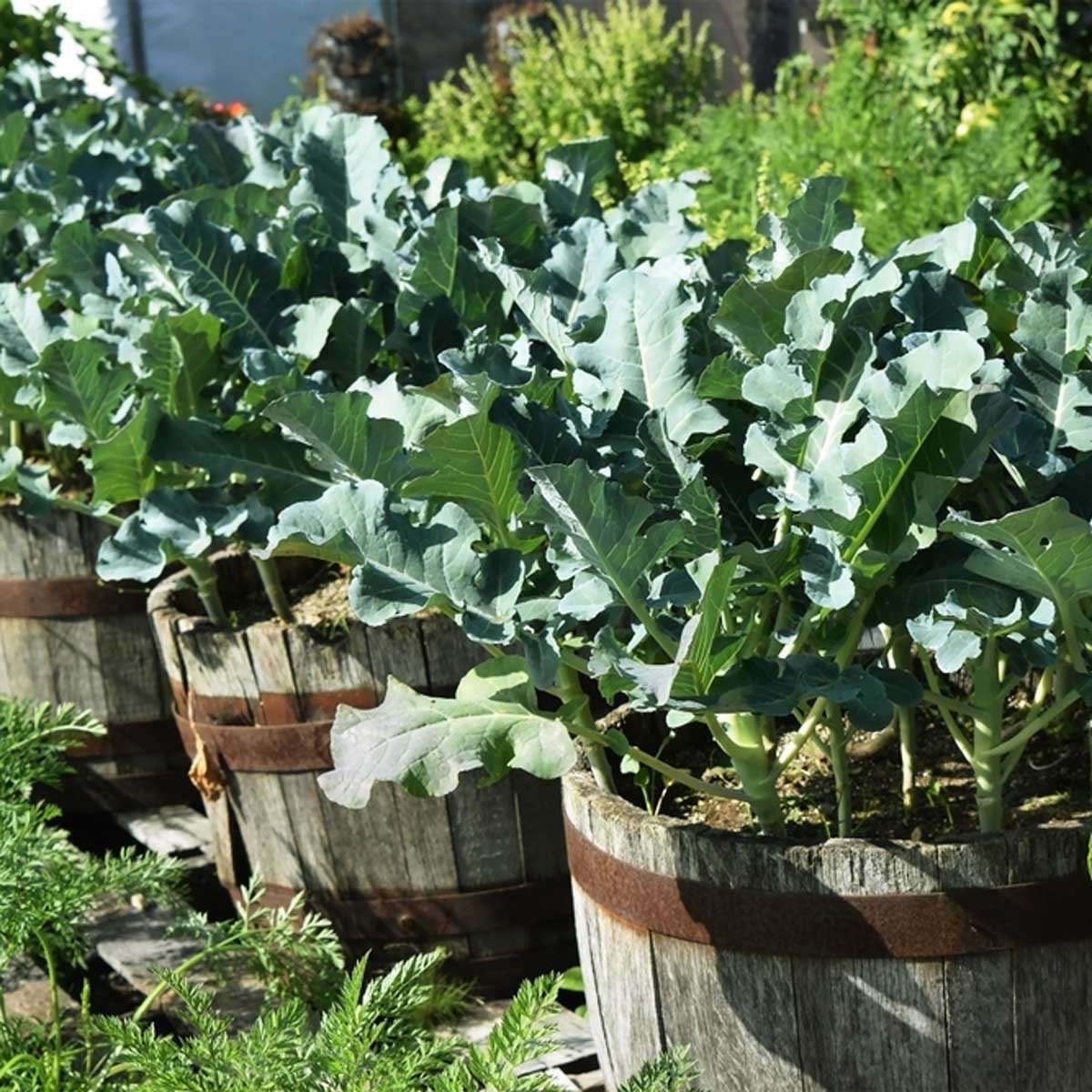 A Dozen Vegetables You Can Grow in Pots