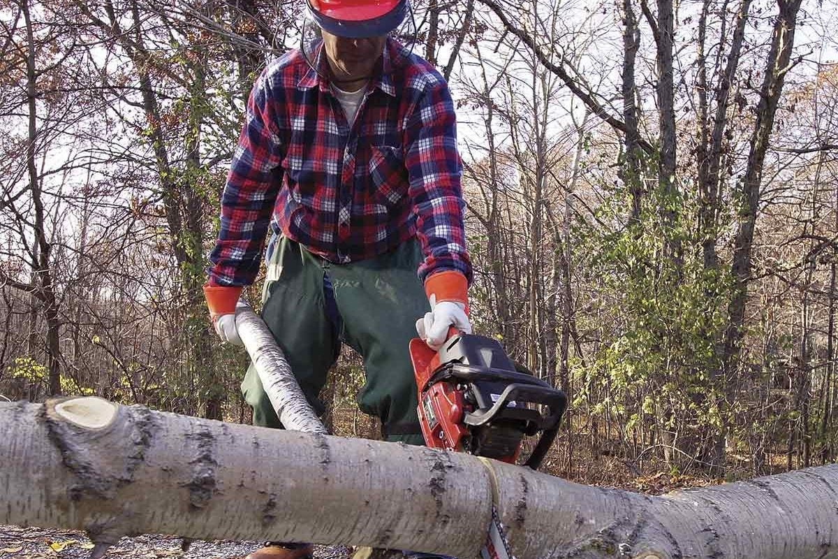 16 Things You Should Not Do When Cutting Down a Tree