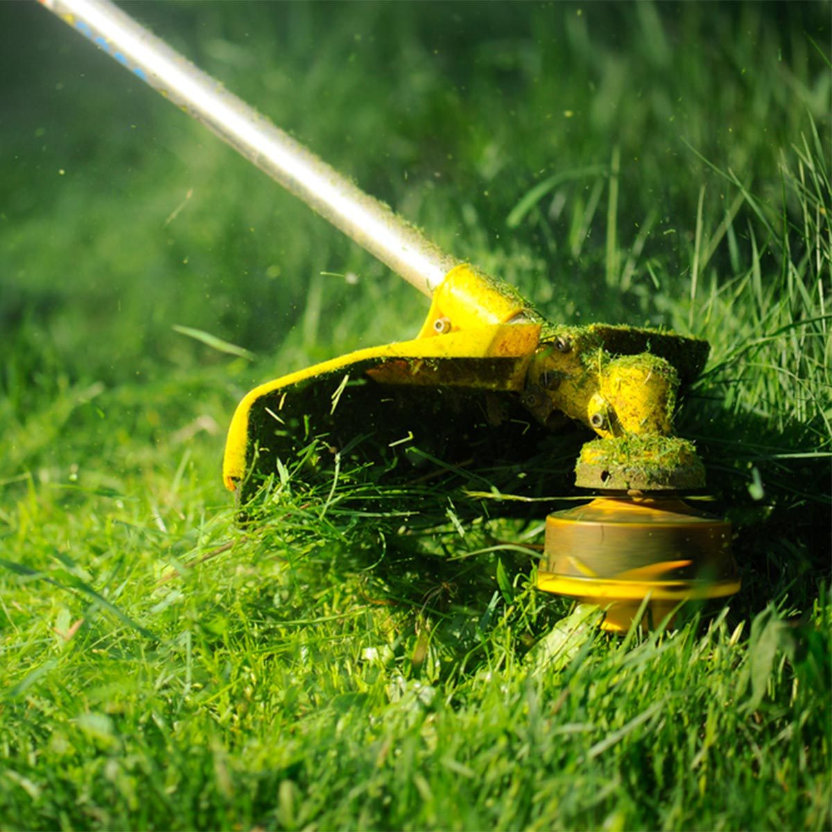 Here’s Why You Need to Leave Grass Clippings On The Lawn