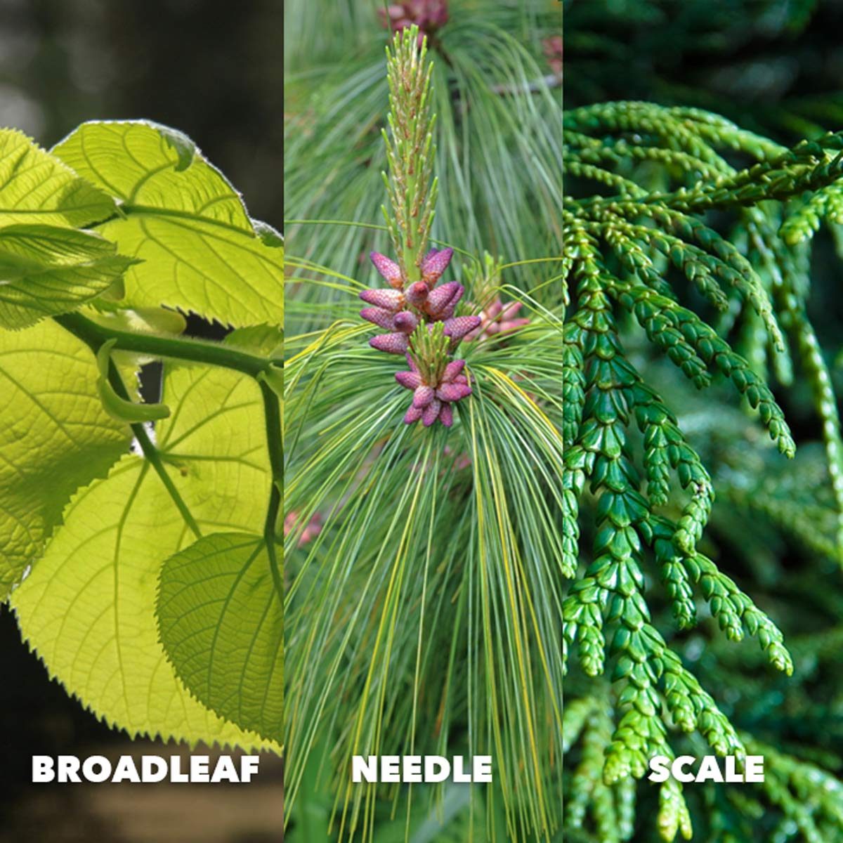 broadleaf needle scale leaf identification