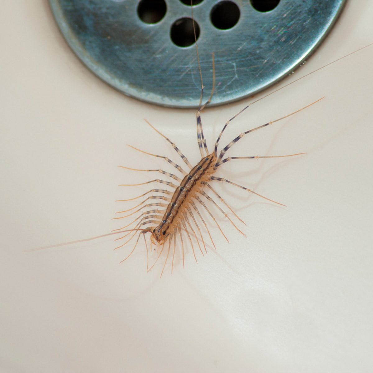 How to Get Rid of House Centipedes | Family Handyman
