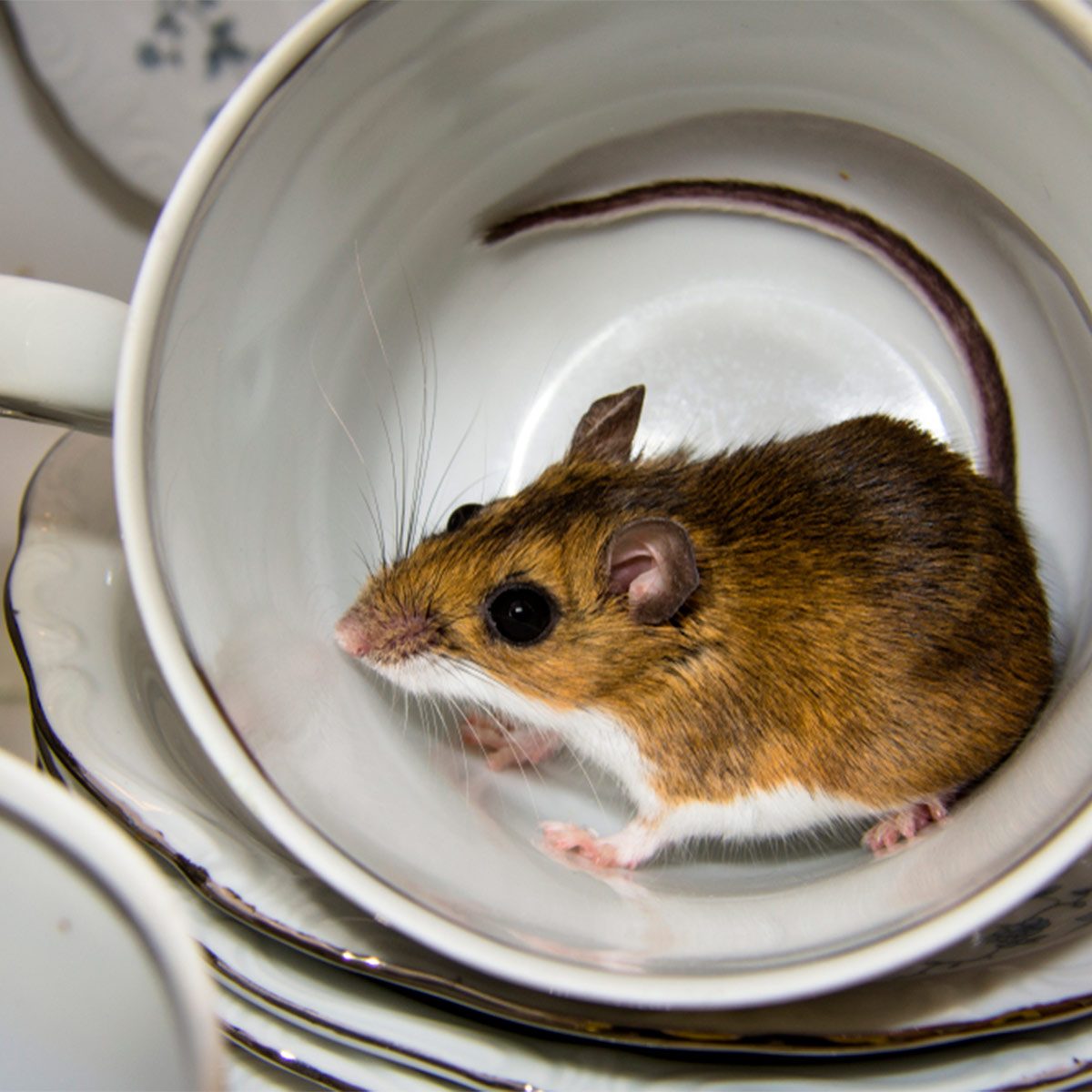 Household Tricks For Mice And Rats - Green Giant Home & Commercial