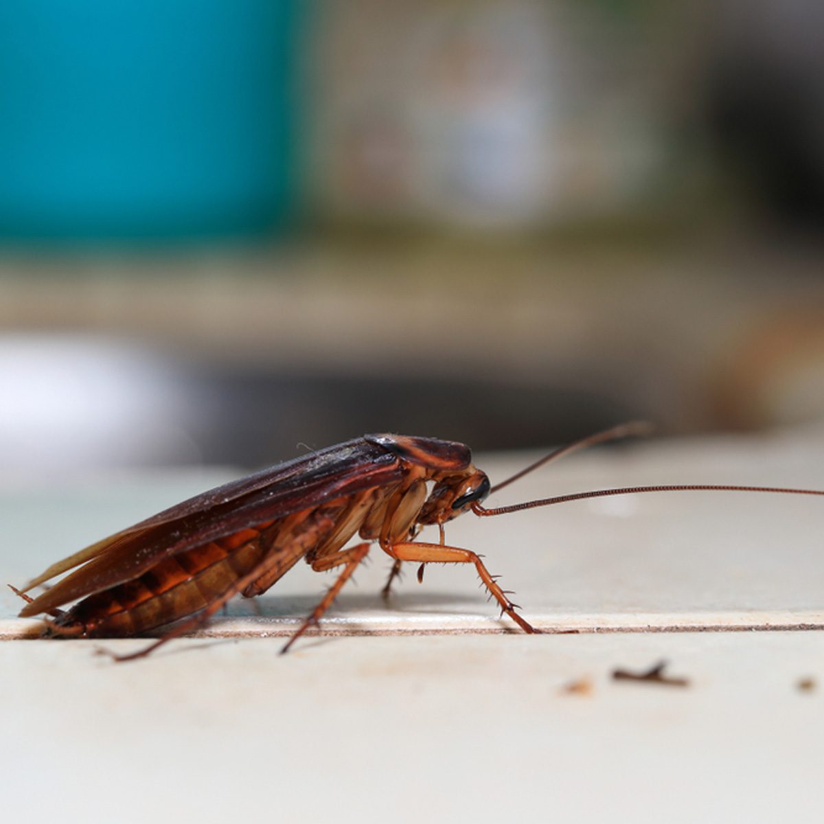 How to Get Rid of Cockroaches in the Home and Yard