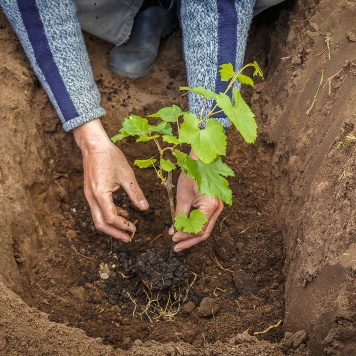 How to Grow Grapes in the Home Garden The Family Handyman