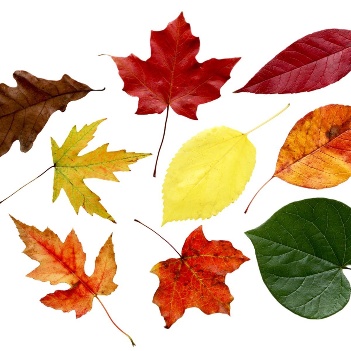 different types of tree leaves