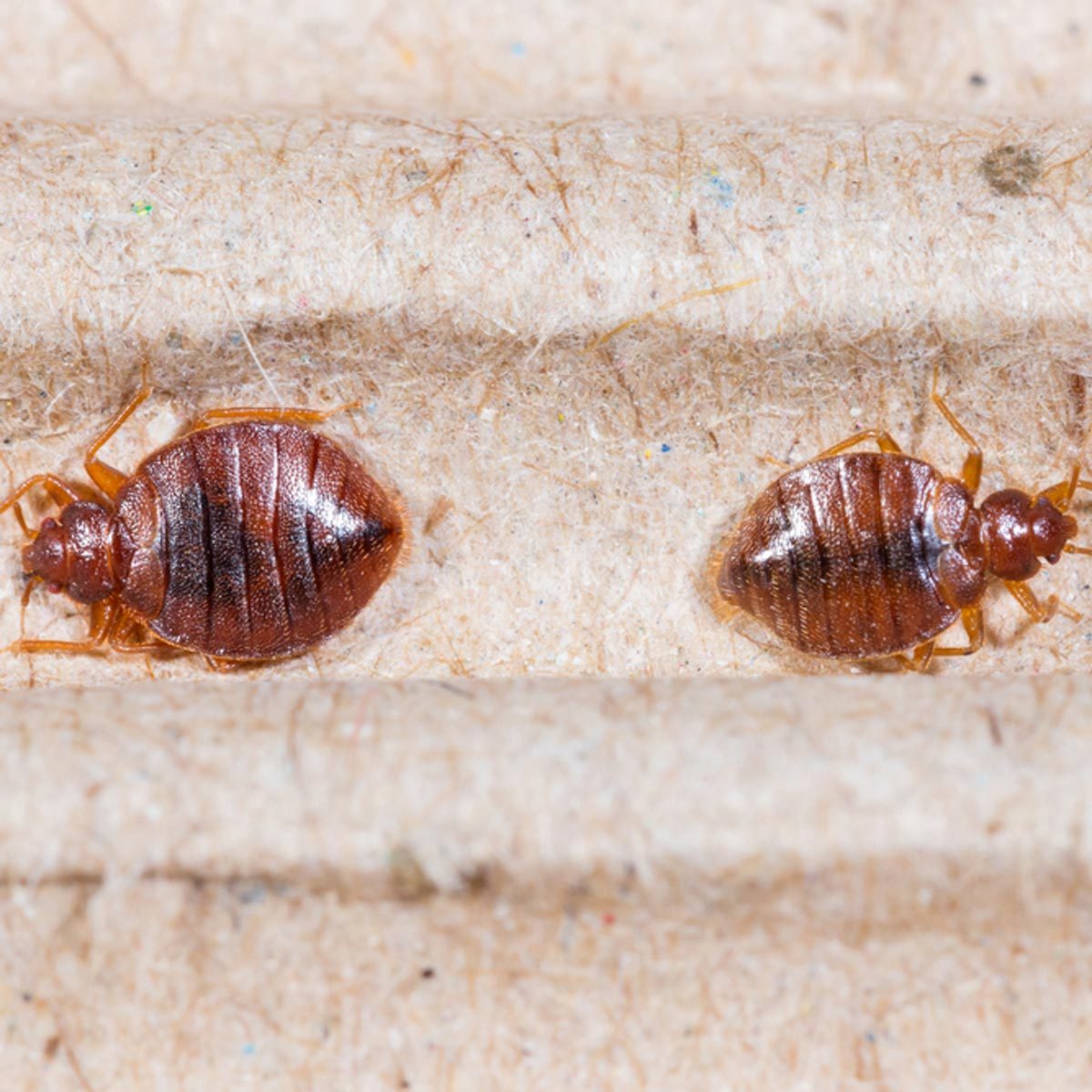 What Causes Bed Bugs?