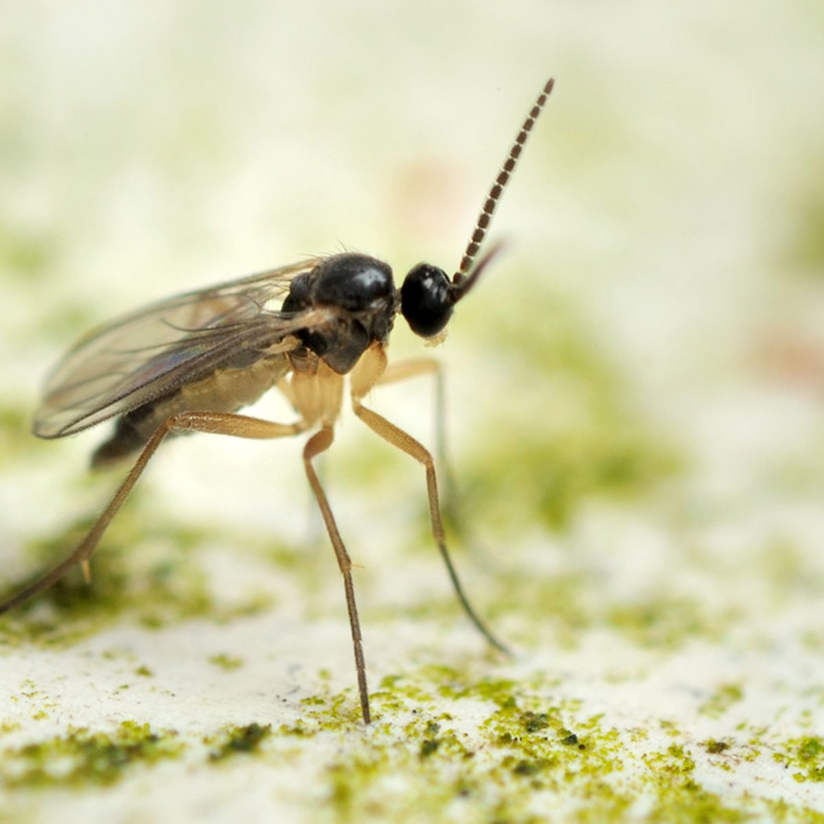 Homemade Gnat Traps That Actually Work