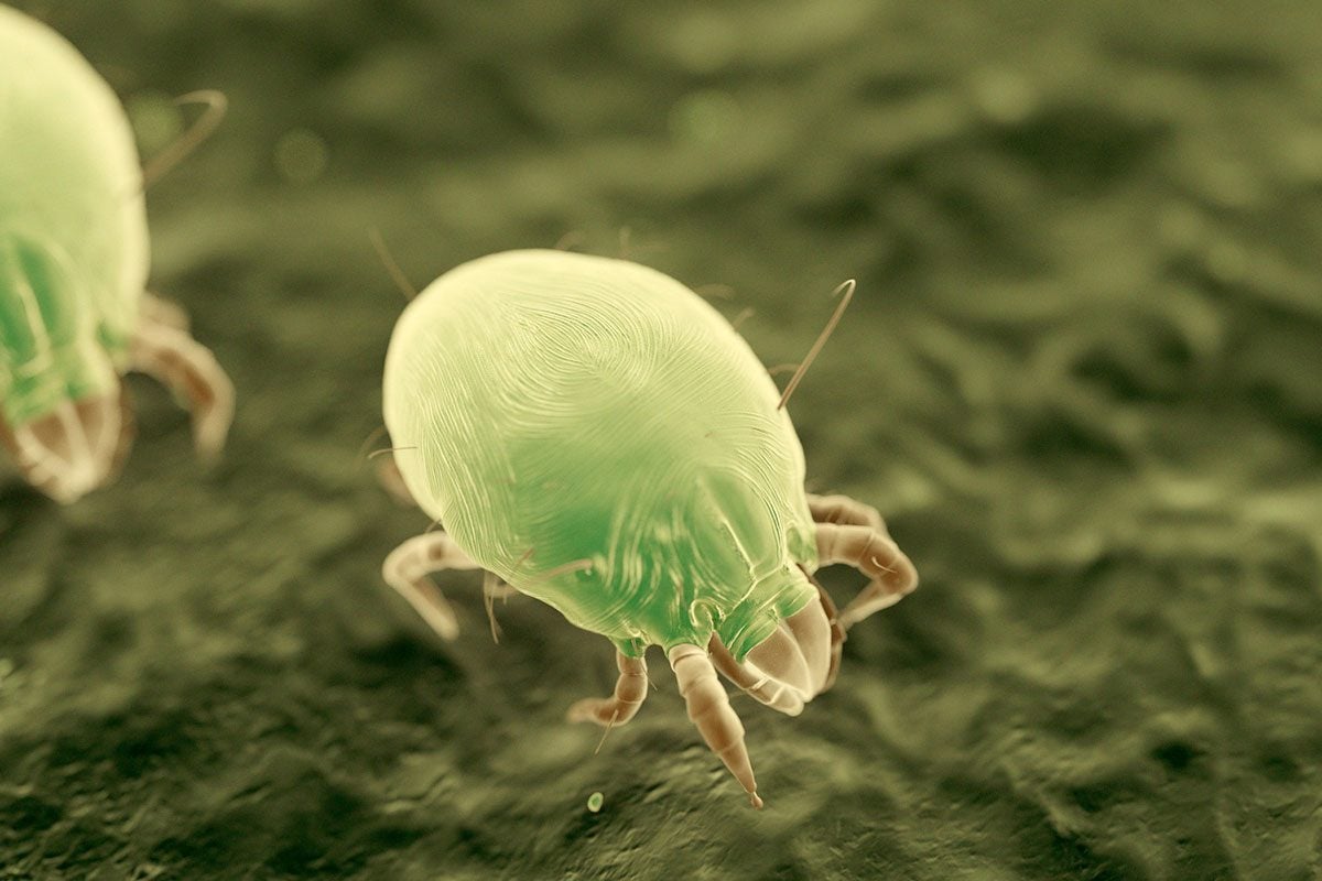 can you vacuum dust mites out mattress