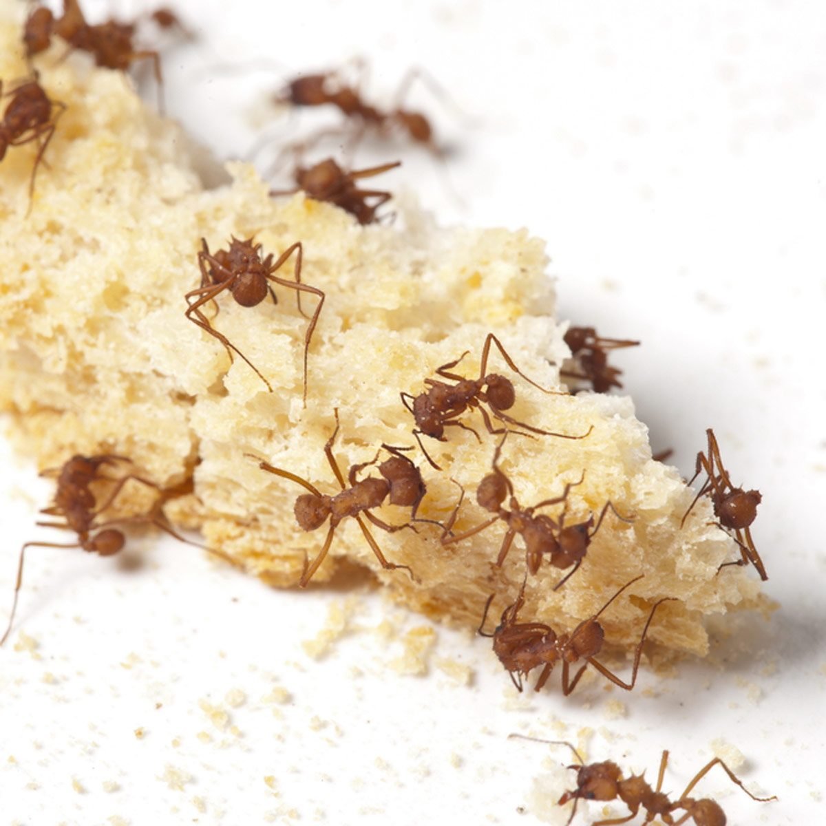 How Does an Ant Know There are Crumbs on Your Floor?