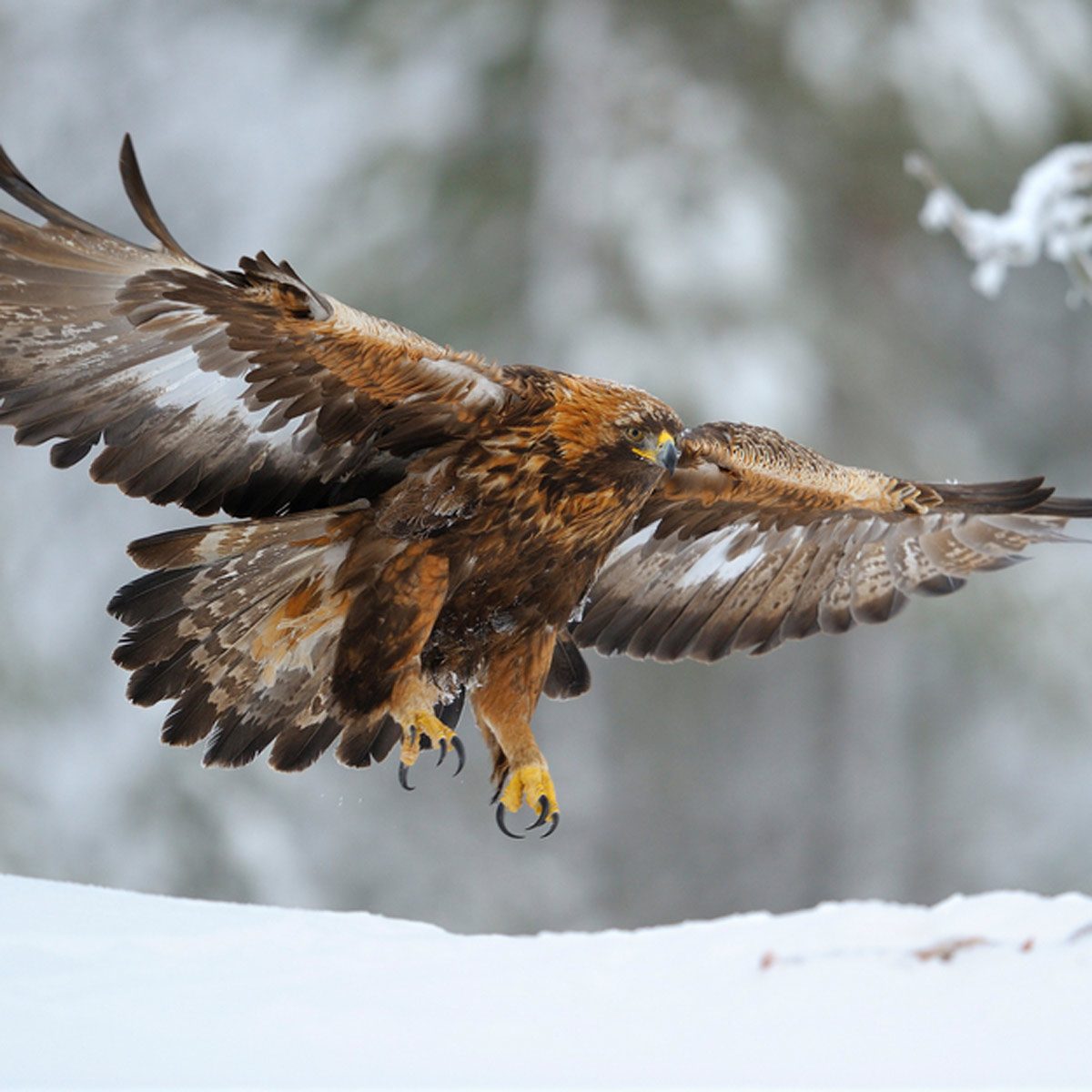 Why The Bald Eagle Wasnt Supposed To Be The National Bird